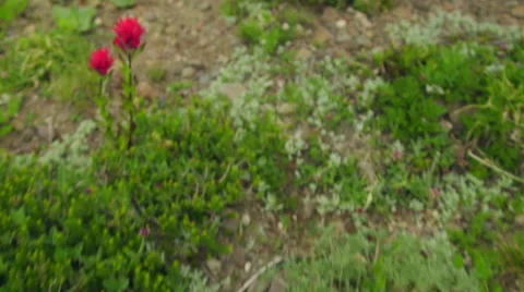 Wild flowers Stock Footage 59568837