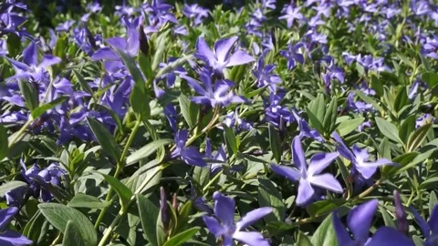 Wild flowers 動画素材 76259754