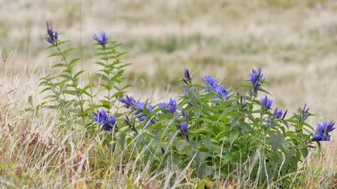 Wild flowers. Stock Footage 82110438