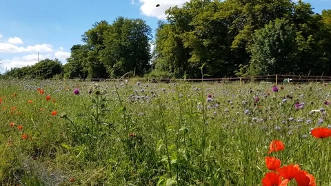 Wild flowers Vidéo 111636308