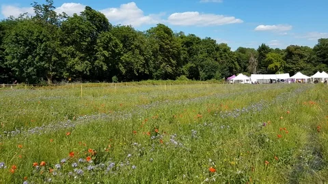 Wild flowers Vidéo 111636897