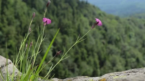 Wild flowers Stock Footage 135167214