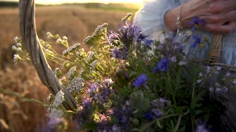 Wild flowers Stock Footage 141528438