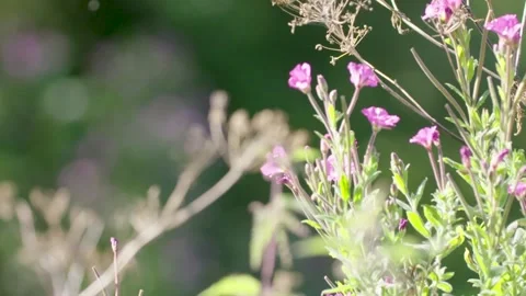 Wild flowers 스톡 동영상 163275000