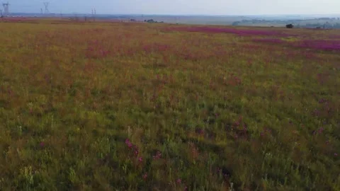 Wild flowers Stock Footage 229544715