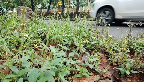Wild flowers Stock Footage 233951116