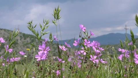 Wild flowers 動画素材 239191455