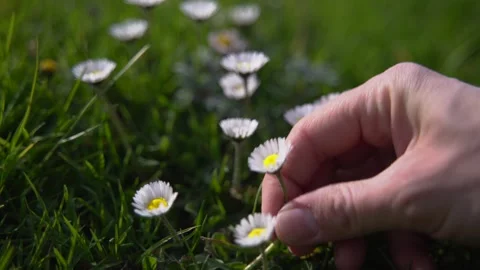 Wild flowers Stock Footage 268756222