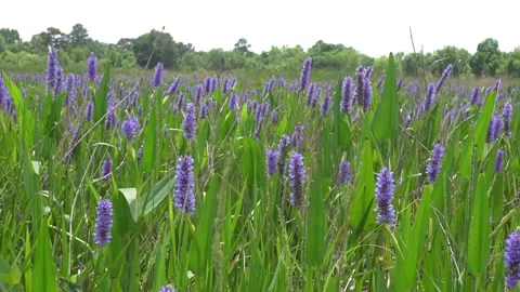 Wild Flowers Stock Footage 270011550