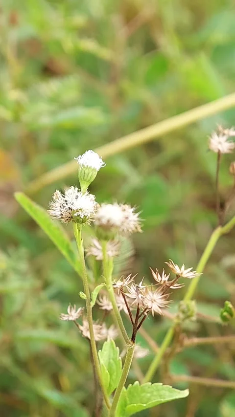 Wild flowers Stock Footage 287499485