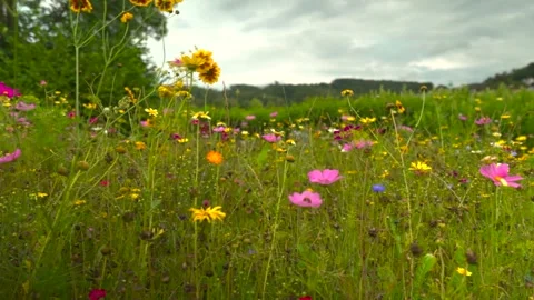 Wild flowers Stock-Footage 290004207