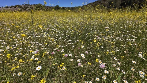 Wild flowers. Stock Footage 312455884