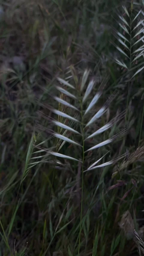 Wild flowers Stock Footage 333581596