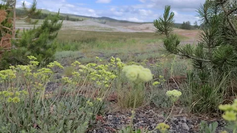 Wild flowers foreground in front of Old Faithful Geyser Stock Footage 195536291