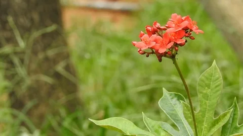 Wild flowers in forest, closeup red and yellow flowers. Wild trees and flowers. Stock Footage 129284174