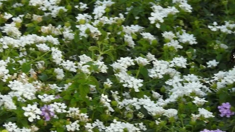 Wild flowers in forest, closeup red and yellow flowers. Wild trees and flowers. Stock Footage 129284298