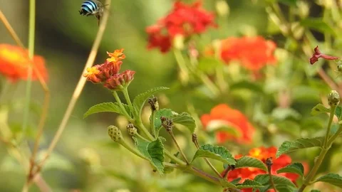 Wild flowers in forest, closeup red and yellow flowers. Wild trees and flowers. Stock Footage 129284326
