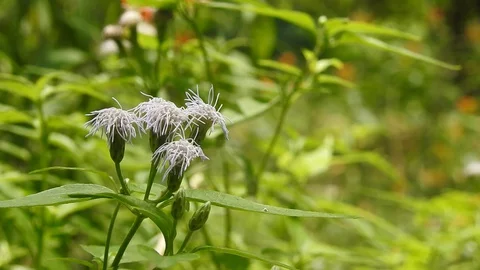 Wild flowers in forest, closeup red and yellow flowers. Wild trees and flowers. Stock Footage 129284347