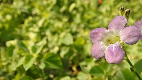 Wild flowers in forest, closeup red and yellow flowers. Wild trees and flowers. Stock Footage 129284350