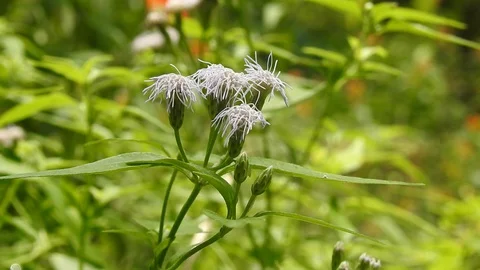 Wild flowers in forest, closeup red and yellow flowers. Wild trees and flowers. Stock Footage 129284360