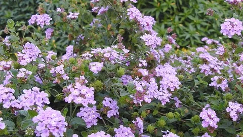 Wild flowers in forest, closeup red and yellow flowers. Wild trees and flowers. Stock Footage 129284396
