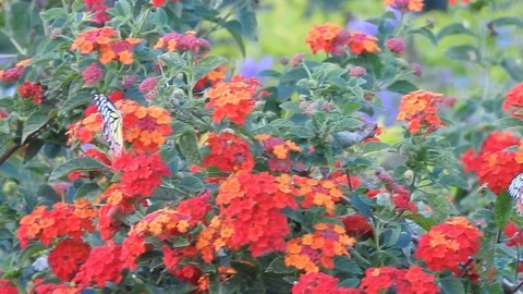 Wild flowers in forest, closeup red and yellow flowers. Wild trees and flowers. Stock Footage 129284420