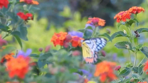 Wild flowers in forest, closeup red and yellow flowers. Wild trees and flowers. Stock Footage 129284430