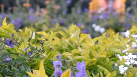 Wild flowers in forest, closeup red and yellow flowers. Wild trees and flowers. Stock Footage 129284437