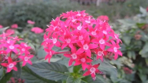 Wild flowers in forest, closeup red and yellow flowers. Wild trees and flowers. Stock Footage 129284518