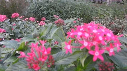 Wild flowers in forest, closeup red and yellow flowers. Wild trees and flowers. Stock Footage 129284536
