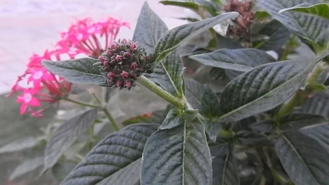 Wild flowers in forest, closeup red and yellow flowers. Wild trees and flowers. Stock Footage 129284538