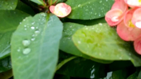 Wild flowers in forest, closeup red and yellow flowers. Wild trees and flowers. Stock Footage 129284567