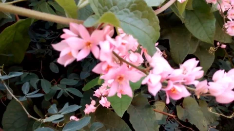 Wild flowers in forest, closeup red and yellow flowers. Wild trees and flowers. Stock Footage 129284606