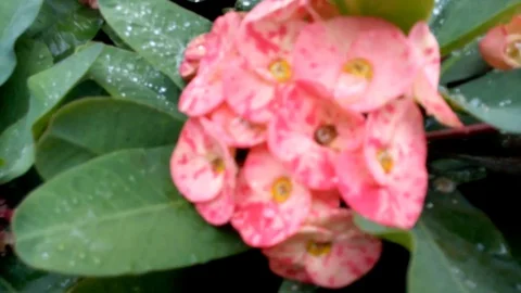 Wild flowers in forest, closeup red and yellow flowers. Wild trees and flowers. Stock Footage 129284607