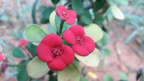 Wild flowers in forest, closeup red and yellow flowers. Wild trees and flowers. Stock Footage 129284614