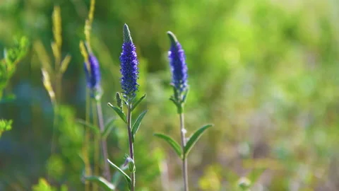 Wild flowers in the forest. Stock Footage 139139899
