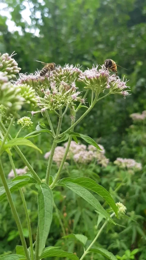 Wild flowers in the forest Video stock 279982471