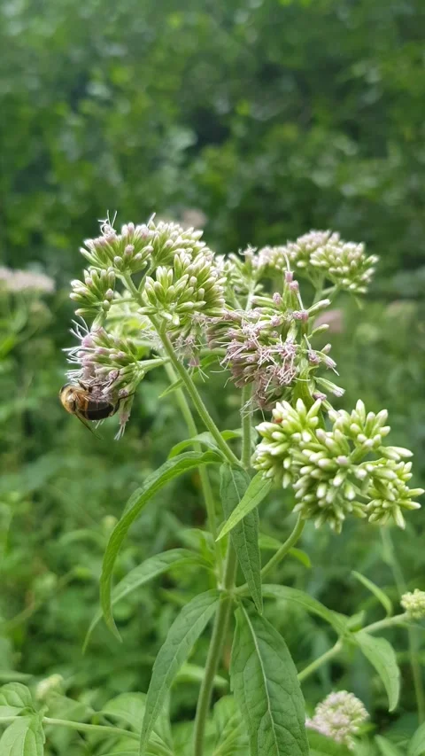 Wild flowers in the forest Stock Footage 279982479