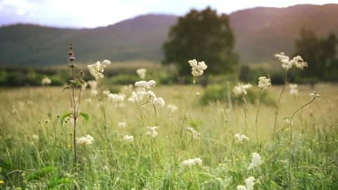Wild flowers on the forest meadow. Stock Footage 152649619