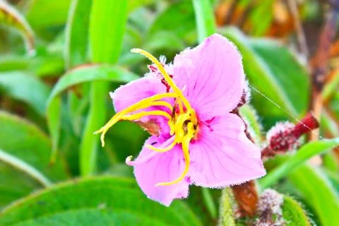 Wild flowers in forest Stock Photos