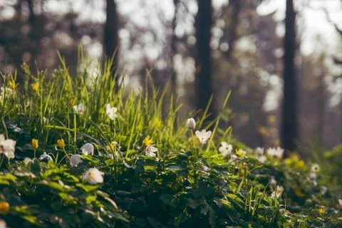 Wild flowers in the forest Stock Photos