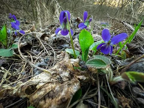 Wild flowers in the forest Photos