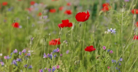 Wild flowers in a garden Stock Footage 198549588