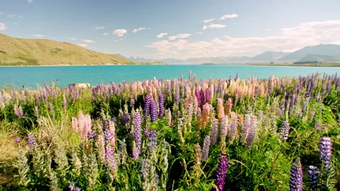 Wild flowers gently blowing in the wind beside a lake Stock Footage 196209596