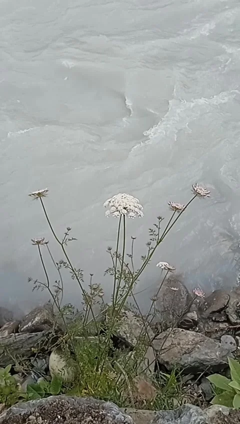 Wild Flowers by Glacial River | 4K Nature B-Roll Kashmir Stock Footage 337094677