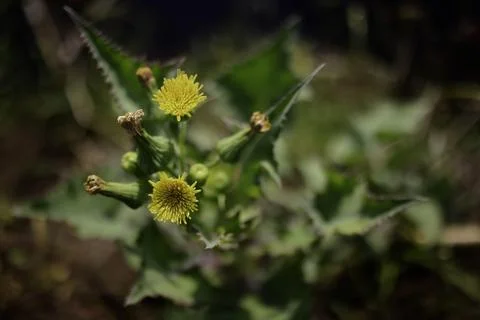 Wild Flowers in The Grass 写真素材