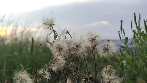 Wild flowers in the Grasslands Stock Footage 243470841