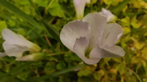 Wild flowers on green background, spring and natural environment concept, summer Stock Footage 164452315