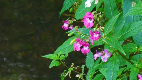 Wild flowers growing beside a stream rive lake pond sunshine scenic Stock-Footage 79442579