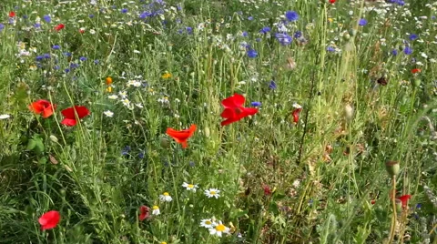Wild flowers growing  on the edge of a cornfield Video stock 40448699